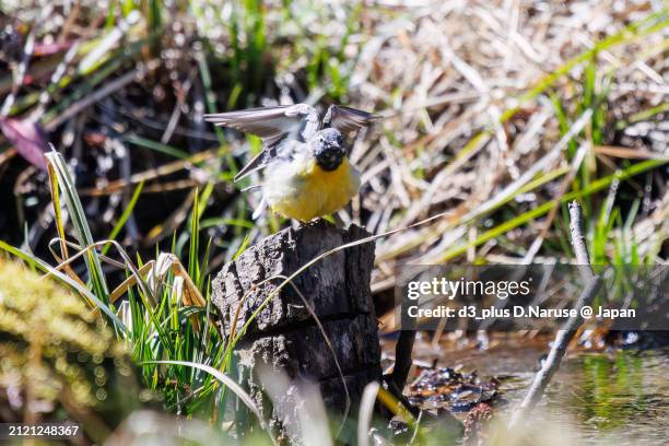 a beautiful grey wagtail (motacilla cinerea, family of wagtails) bathing and flapping its wings in a creek.

at omachi park natural observation garden, ichikawa, chiba, japan,
photo by march 9, 2024. - 千葉県 foto e immagini stock