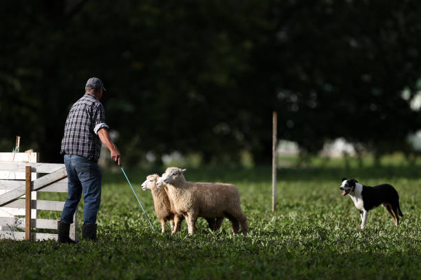 NZL: Sheep Dog Trials Delight Locals On Easter Weekend