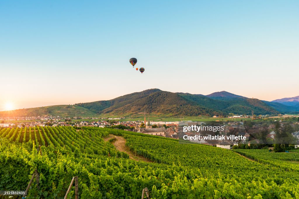 Vine region of Alsace