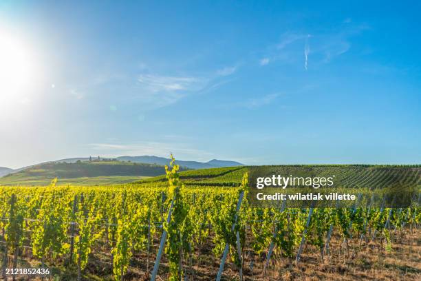 vine region of alsace - cannes food stock pictures, royalty-free photos & images