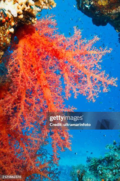 coral reef  propagated prickly alcyonarian - dendronephthya sp.  hot orange soft coral scuba diving  underwater sea life  sea blooming - gorgonia sp stock pictures, royalty-free photos & images
