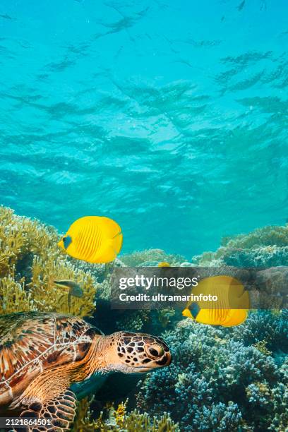 meeresschildkröte und maskierter falterfisch fischpaar, meereslebewesen korallenriff unterwasserfoto taucher standpunkt - tiefsee stock-fotos und bilder