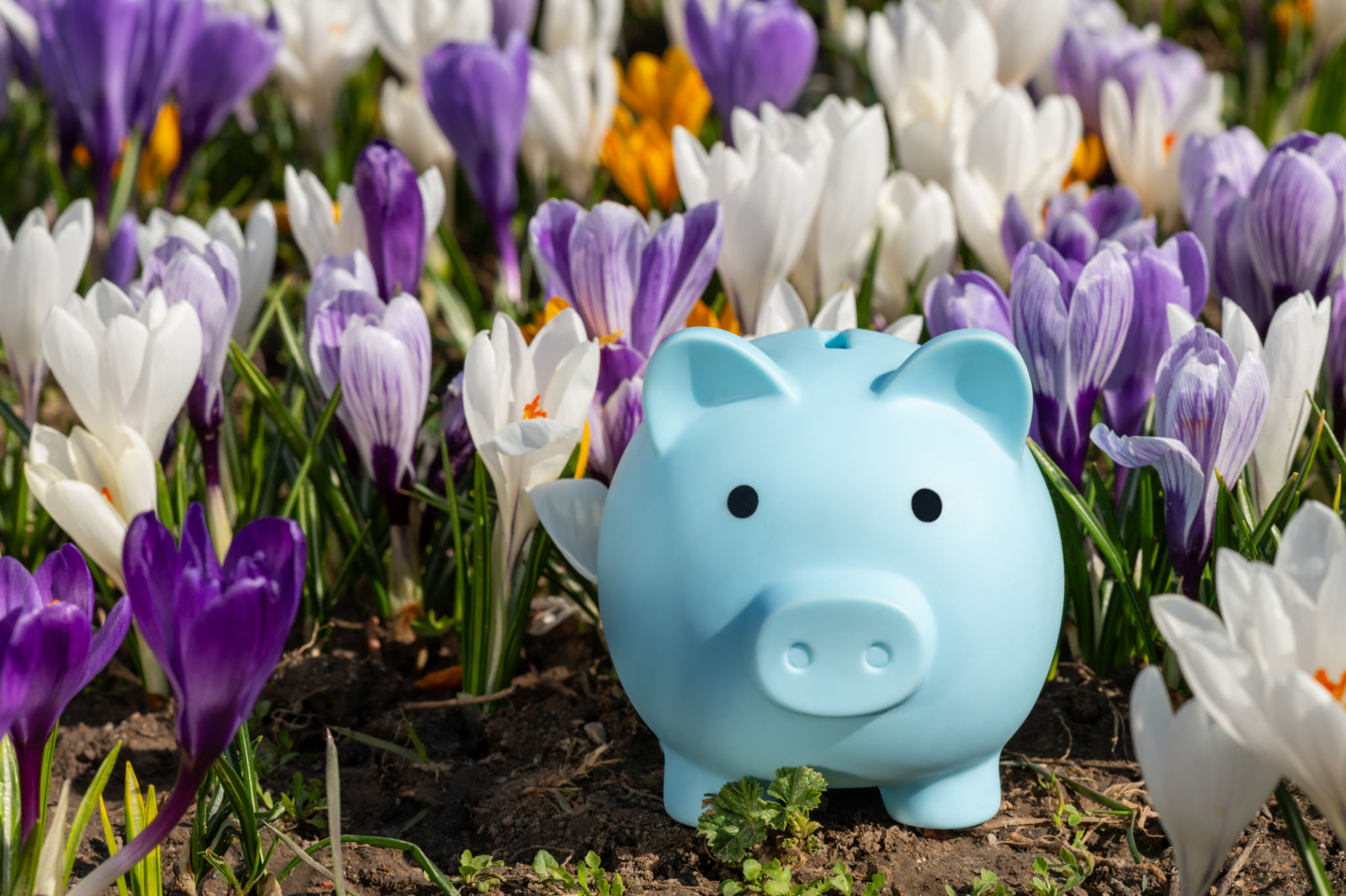 spring investment