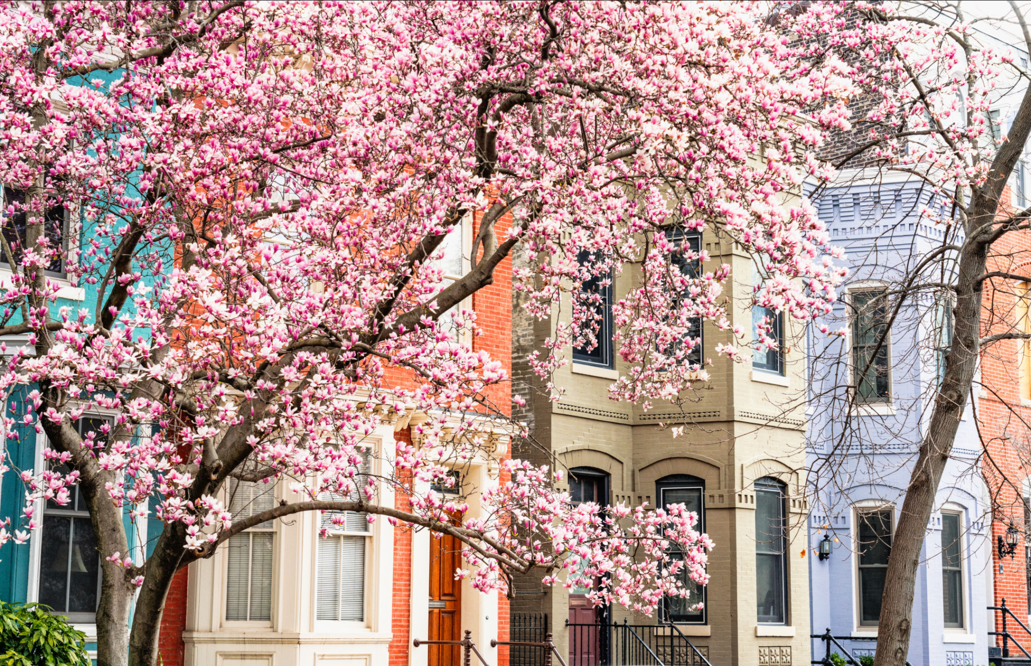 Magnolia flowering in Capitol Hill Magnolia flowering in Capitol Hill