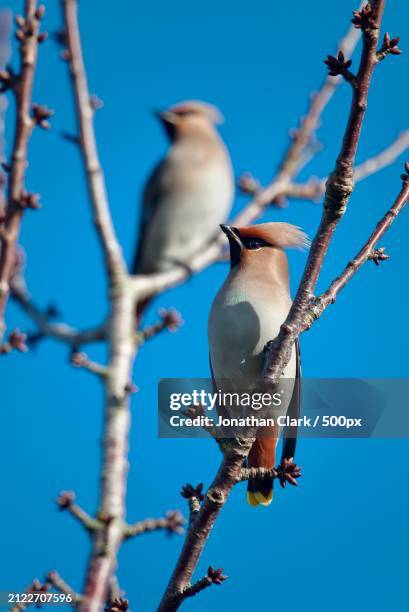 low angle view of birds perching on branch against clear blue sky,belfast,northern ireland,united kingdom,uk - clark stock pictures, royalty-free photos & images