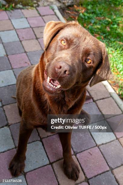 high angle view of labrador retriever standing on footpath - compagnon stock pictures, royalty-free photos & images