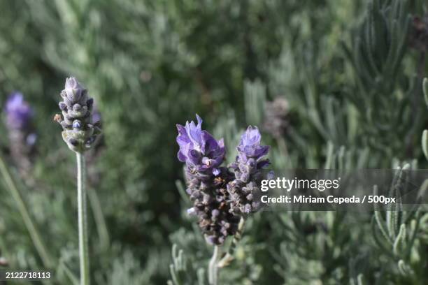 close-up of purple flowering plant on field - there something about miriam stock pictures, royalty-free photos & images