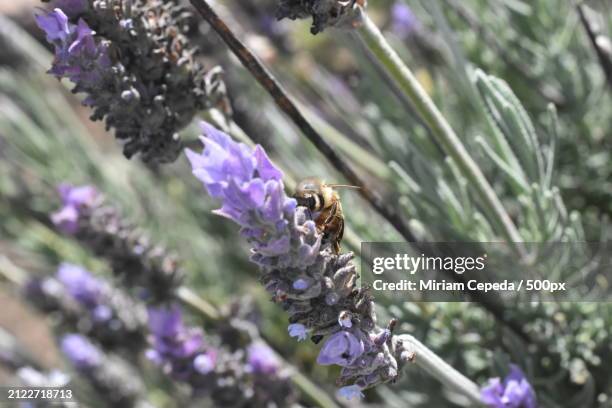 close-up of bee on purple flower - there something about miriam stock pictures, royalty-free photos & images