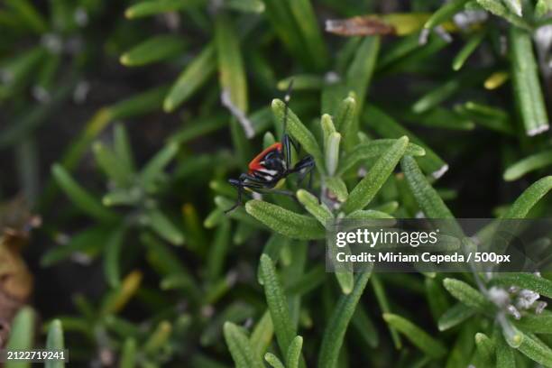close-up of insect on plant - there something about miriam stock pictures, royalty-free photos & images