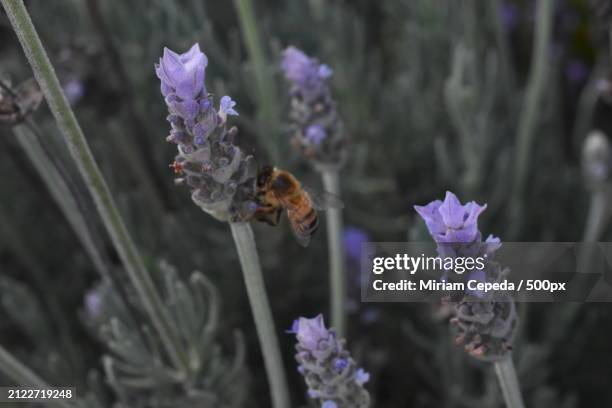 close-up of bee on purple flowers - there something about miriam stock pictures, royalty-free photos & images