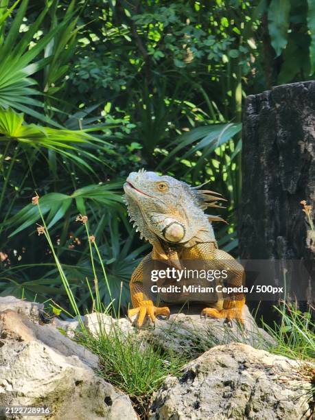 close-up of iguana on rock - there something about miriam stock pictures, royalty-free photos & images