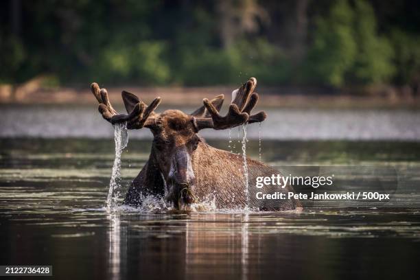 young moose in lake - moose stock pictures, royalty-free photos & images
