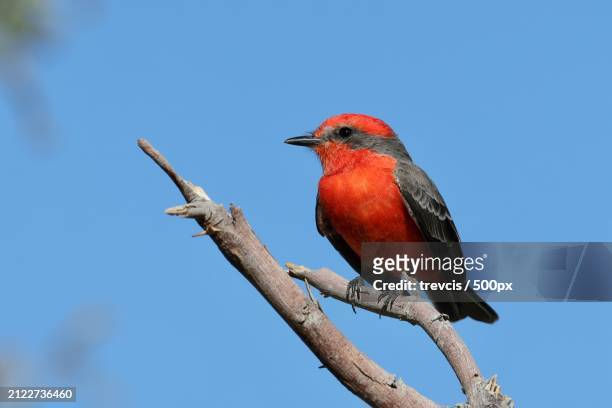 low angle view of songfinch perching on branch against clear blue sky,henderson,nevada,united states,usa - henderson   nevada stock pictures, royalty-free photos & images
