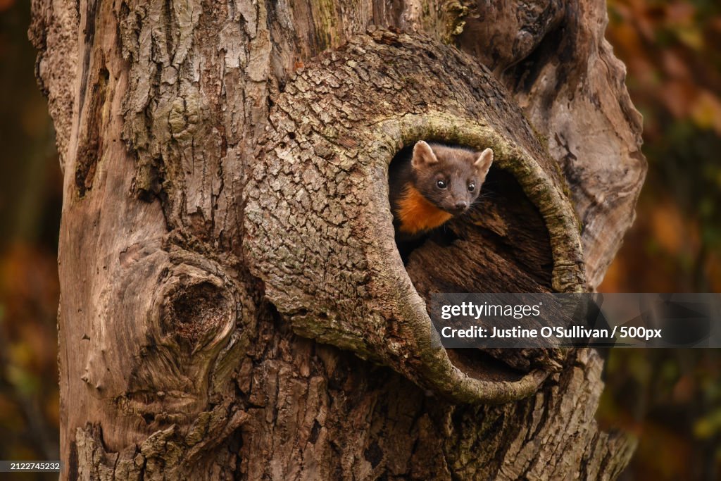 Close-up of owl on tree trunk,Ireland