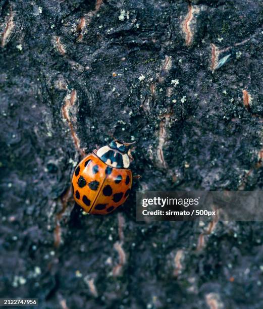 Tree Ladybug 300 Ladybug Reproduction Stock Photos, High-Res Pictures, and Images ...