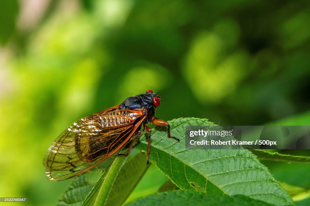 Close-up of insect on leaf