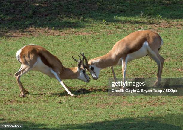 side view of deer standing on field,tulsa,oklahoma,united states,usa - springbok deer fotografías e imágenes de stock