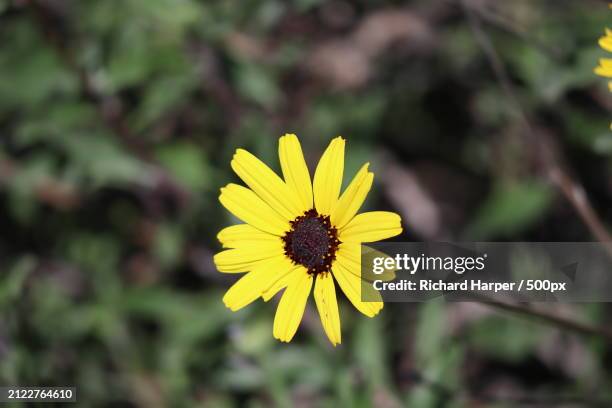 close-up of yellow flower,glendale,california,united states,usa - glendale california stock pictures, royalty-free photos & images