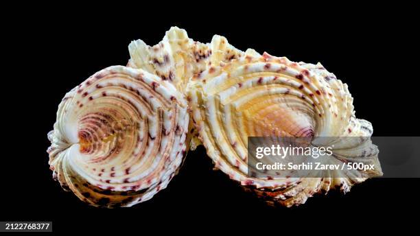 close-up of seashells against black background,odessa,odesskaya,ukraine - hippopus hippopus stock pictures, royalty-free photos & images
