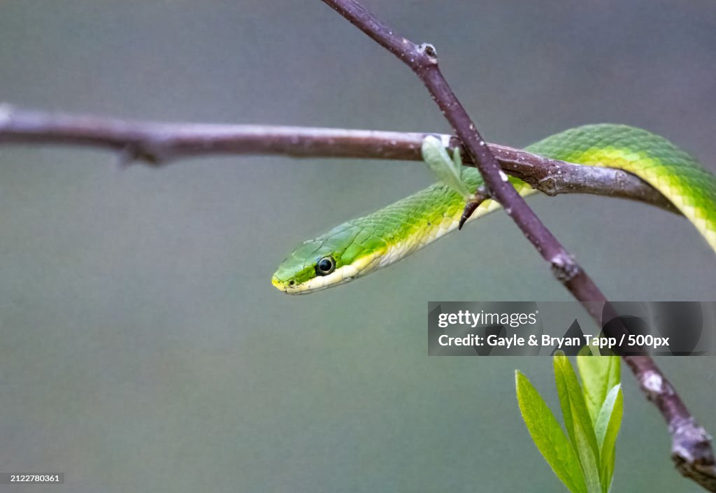 Close-up of green green tree snake on branch,Tulsa,Oklahoma,United States,USA