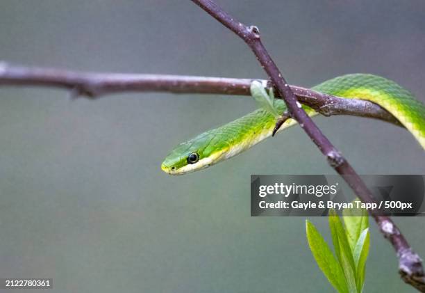 close-up of green green tree snake on branch,tulsa,oklahoma,united states,usa - opheodrys aestivus stock pictures, royalty-free photos & images
