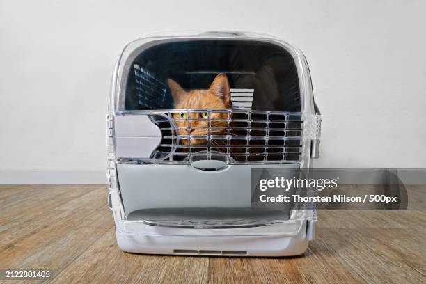 close-up of pig in cage,germany - thorsten nilson foto e immagini stock