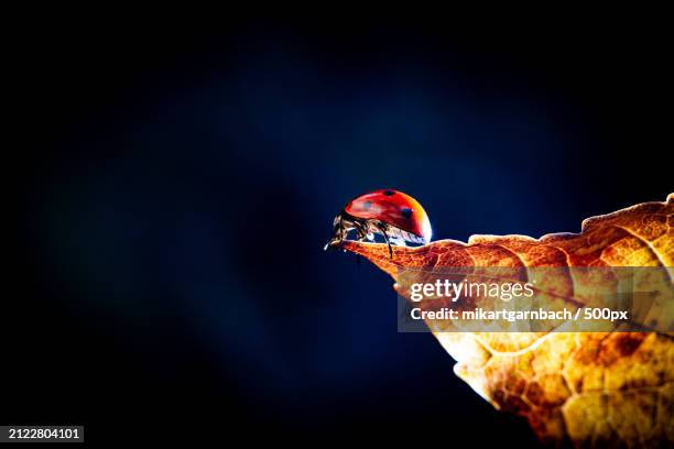 close-up of ladybug on leaf - marienkäfer bildbanksfoton och bilder