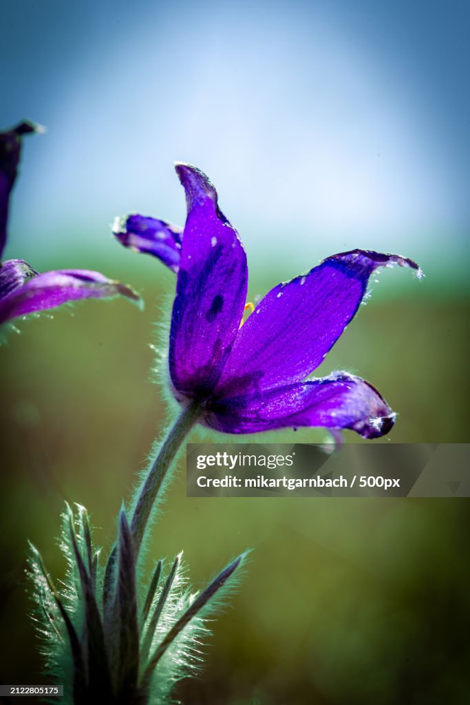 Close-up of wet purple flowering plant,Germany