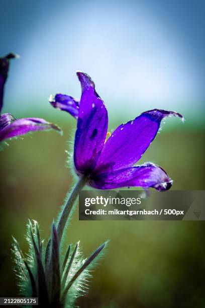 close-up of wet purple flowering plant,germany - pulsatilla grandis stock pictures, royalty-free photos & images