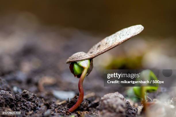 close-up of plant growing on field,germany - keimling stock pictures, royalty-free photos & images