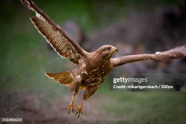 close-up of eurasian buzzard of prey flying over field,germany - fangen fotografías e imágenes de stock