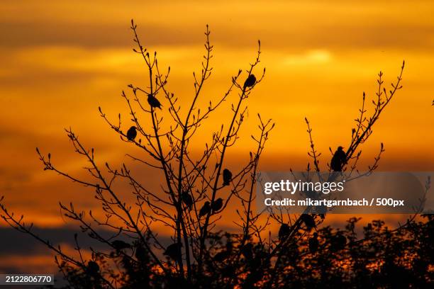 low angle view of silhouette of plants against orange sky,germany - baum äste bildbanksfoton och bilder