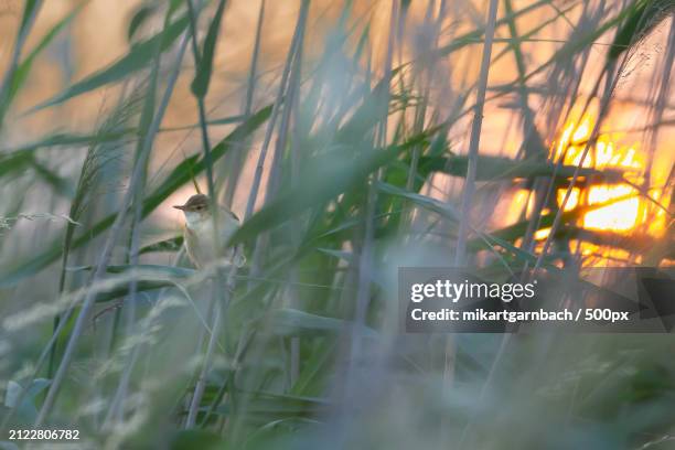 close-up of plants on field,germany - auge close up ストックフォトと画像