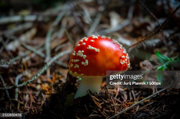 close-up of fly agaric mushroom growing on field,arco,trento,italy - arco 2019 stock pictures, royalty-free photos & images