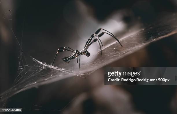 close-up of spider on web,heredia province,heredia,costa rica - heredia province stock-fotos und bilder