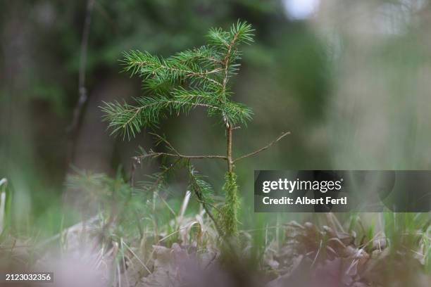 wald schöne natur in bodenhöhe - in bodenhöhe 個照片及圖片檔