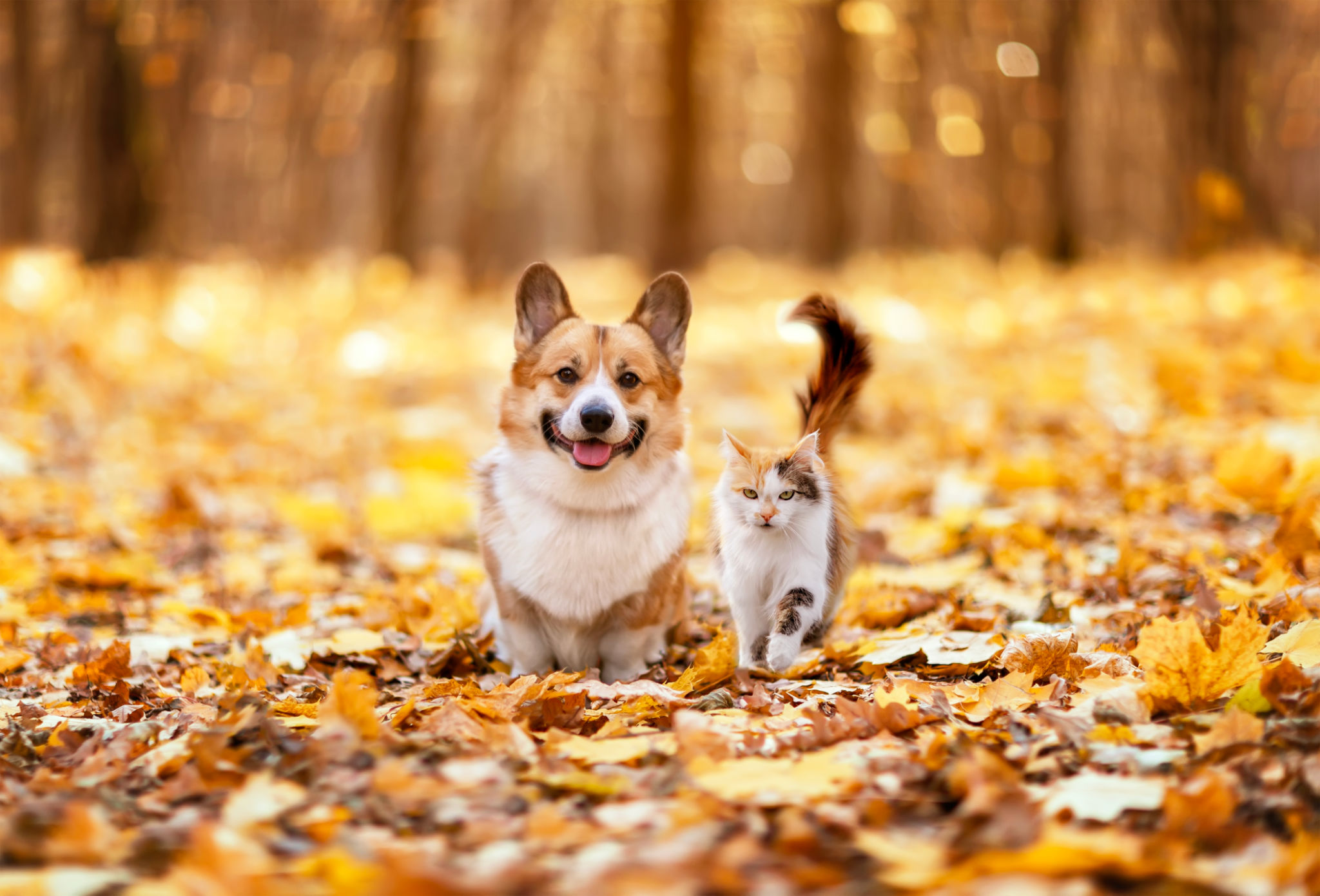 fall pet sitting