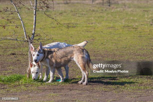 two dogs in off leash dog park - troutdale or - lead off stock pictures, royalty-free photos & images