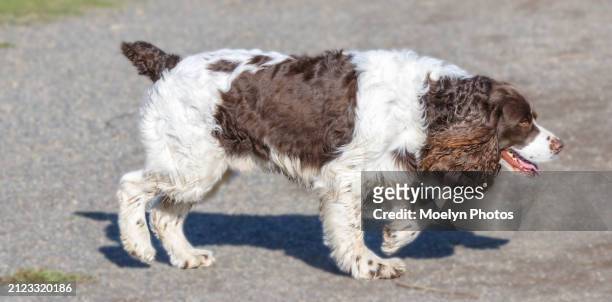 2024 03 07 english springer spaniel walking off leash - lead off stock pictures, royalty-free photos & images
