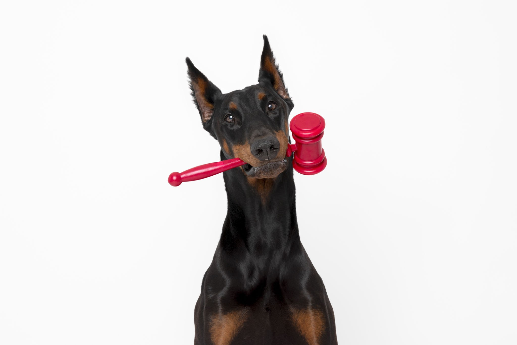 lawyer dog