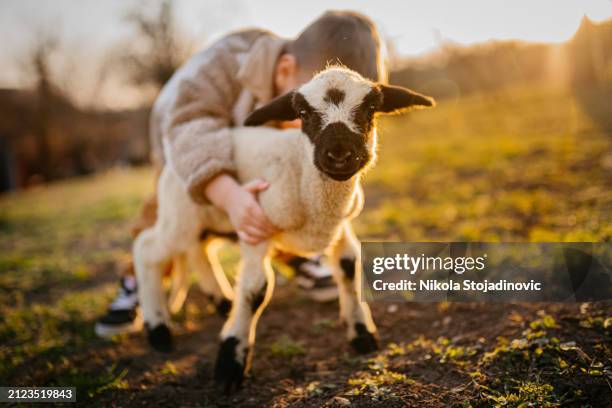cute little boy petting a baby goat - micro zoo stock pictures, royalty-free photos & images