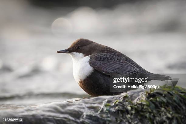 close-up of bird perching on rock - bamboo dipper - fotografias e filmes do acervo