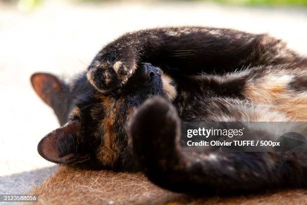 close-up of dog sleeping - compagnon stock pictures, royalty-free photos & images