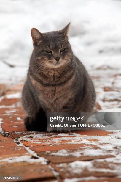 portrait of cat sitting on floor - compagnon stock pictures, royalty-free photos & images