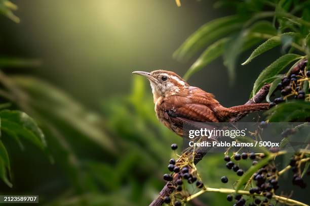 close-up of bird perching on branch,united states,usa - florida estados unidos stock pictures, royalty-free photos & images