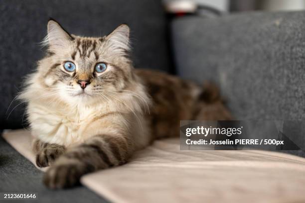 portrait of cat sitting on sofa at home - siberian cat stock pictures, royalty-free photos & images