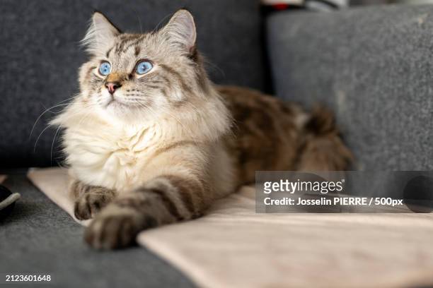 portrait of cat sitting on sofa - siberian cat stock pictures, royalty-free photos & images