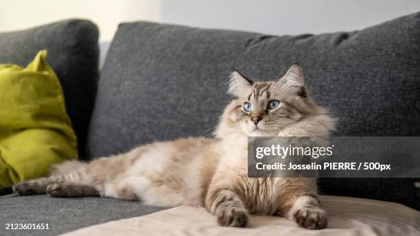 portrait of cat relaxing on sofa at home - neva masquerade stock pictures, royalty-free photos & images