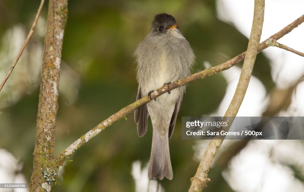 Close-up of songwarbler perching on branch