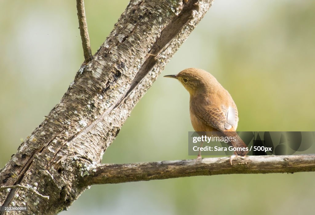 Close-up of songbird perching on branch